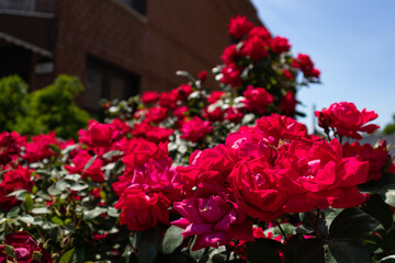 Fototapety na wymiar - Fototapeta24.pl