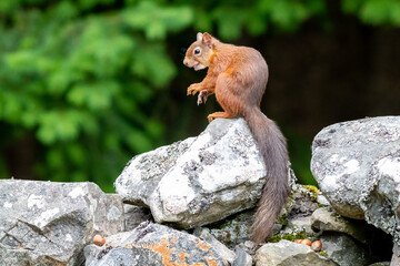 A red squirrel (Sciurus vulgaris) on a wall in a forest in northern Scotland