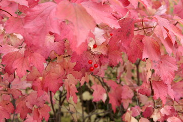 shrubs 