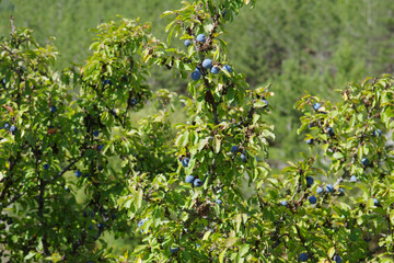 Rare and ancient shrub of Prunus Spinosa, a spontaneous plant with blue fruits, widespread in...