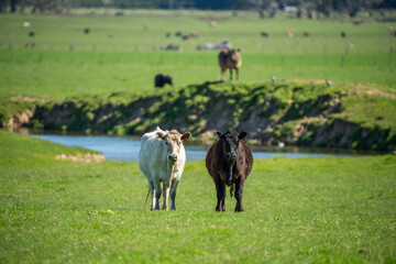 Speckled park, Murray grey, Angus cows and calf grazing on lush pasture. while they enjoy the sun...