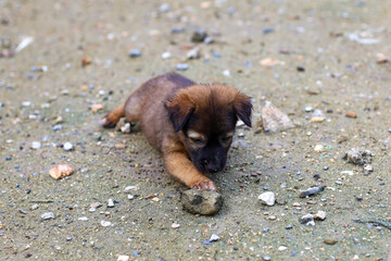 The baby brown thai puppy is sit down and cute in garden
