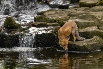 The fox is drinking from a stream in the forest. Horizontally. 