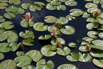 Water lilies on a pond