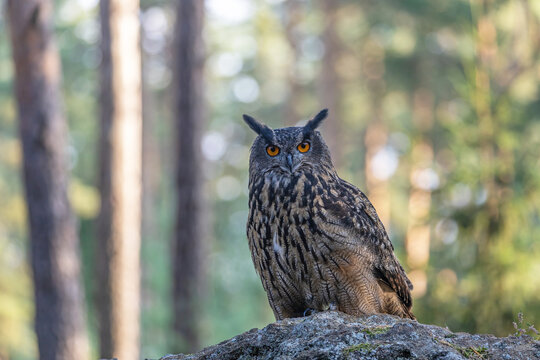 Brown owl is sitting on the stone in the forest looking at the camera.