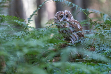Cute tawny owl is posing alone in the forest. Horizontally. 