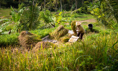 Fototapeta premium field