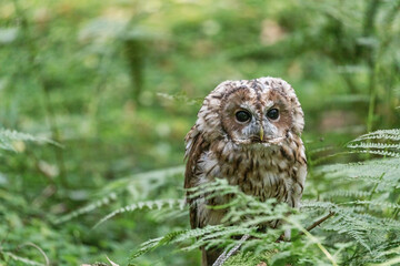 Portrait of cute tawny owl closeup. Horizontally. 
