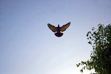 Frozen flying pigeon in the sky