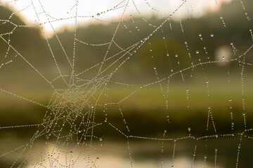 10.09.2021, GER, Bayern, Waischenfeld: Spinnennetz mit Tautropfen am frühen Morgen.
