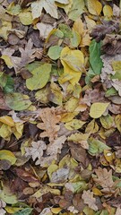 autumn leaves background