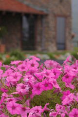 Obraz premium pink flowers in front of brick house