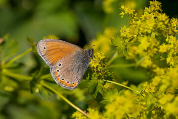red butterfly perched on yellow flowers, Coenonympha leander