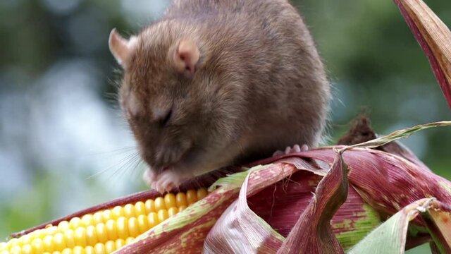 eine braune ratte (rattus norvegicus) sitzt auf einer maispflanze und putzt sich