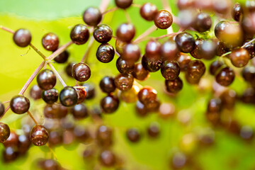 Hollerbeeren im Detail