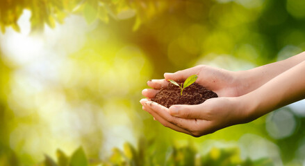 world environment day concept: planting trees to save the world with human hands holding small...