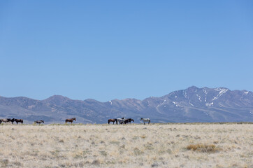 Wild Horses in Spring in the Utah Desert