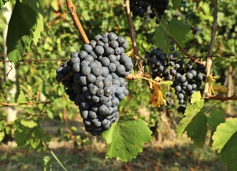 Blaufrankisch grape , Blue Frankish in english, hanging on vine just before the harvest. In USA is known as Lemberger. 