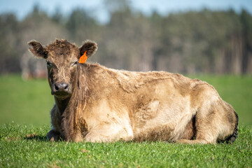 Close up of Angus and Murray Grey beefs Cows eating long pasture in spring and summer.