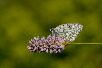 a white butterfly on a purple flower, Melanargia russiae