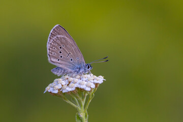 Fototapeta na wymiar little blue butterfly on white flower, Phengaris rebeli