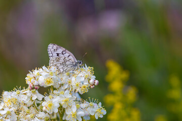 white butterfly on tiny flower with white yellow flowers,Melanargia russiae