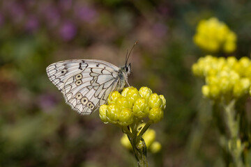 a white butterfly on helichrysum (olmezotu),Melanargia russiae	
