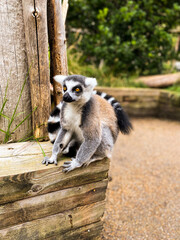 Lemur sitting