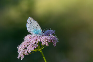 The large blue shaded on the Pimpinella flower (Phengaris nausithous) is a species of butterfly in the family Lycaenidae, Phengaris arion