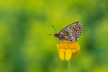 a red butterfly on a yellow daisy,Melitaea athalia