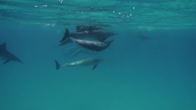 Cute dolphins flock in Red sea. Smart and beautiful cetaceans swim in their underwater home. Clear water of Red Sea in Egypt. Group of cute free bottlenose dolphins swim on a shallow reef.