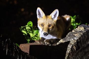 Red fox cub, vulpes vulpes, crouched on a garden wall. This is a young pup venturing into a city garden at night. Foxes are mainly nocturnal.