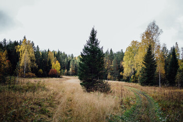 Landscape with an autumn Russian forest in the Sverdlovsk region