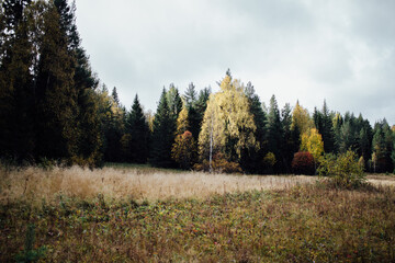 Landscape with an autumn Russian forest in the Sverdlovsk region