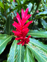 Close-up of red ginger flower