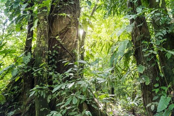 Tropical background with green plants in the rainforest.