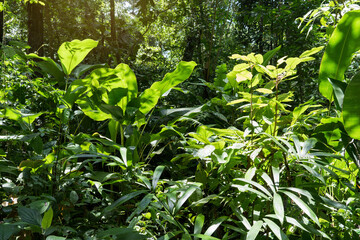 Tropical background with green plants in the rainforest.