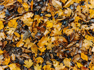 yellow leaves on the ground autumn forest close-up nature