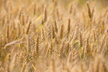 golden wheat field in summer evening