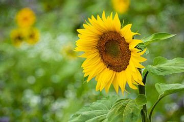 Obraz premium 11.09.2021, GER, Bayern, Waischenfeld: Sonnenblumen in der fränkischen Schweiz.