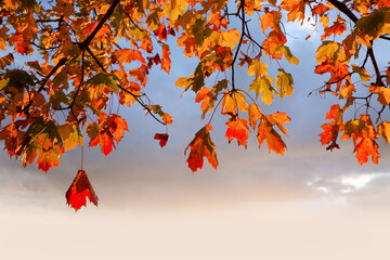 Autumn leaves hanging from a tree