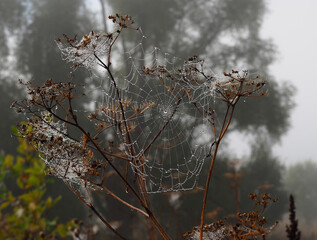 An openwork web in dew drops. Autumn landscape. - 457875643