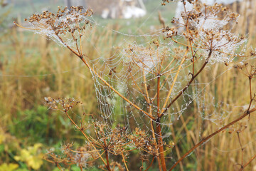 A spider's web with water drops on the autumn withered grass. - 457875663