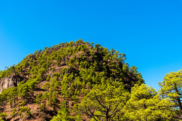 National Park of Caldera de Taburiente. Old Volcano Crater with Canarian Pine Trees Forest