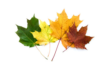 Colorful autumn fall leaves maple isolated on white background