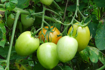Organic ripe tomatoes on the vine ready to be picked