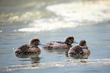 Reiherente; Aythya fuligula, Küken; Ornithologie; Ente; Vögel; Vogel; Tierwelt; Fauna; Tiere;...