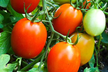 Ripe garden tomatoes ready for picking.