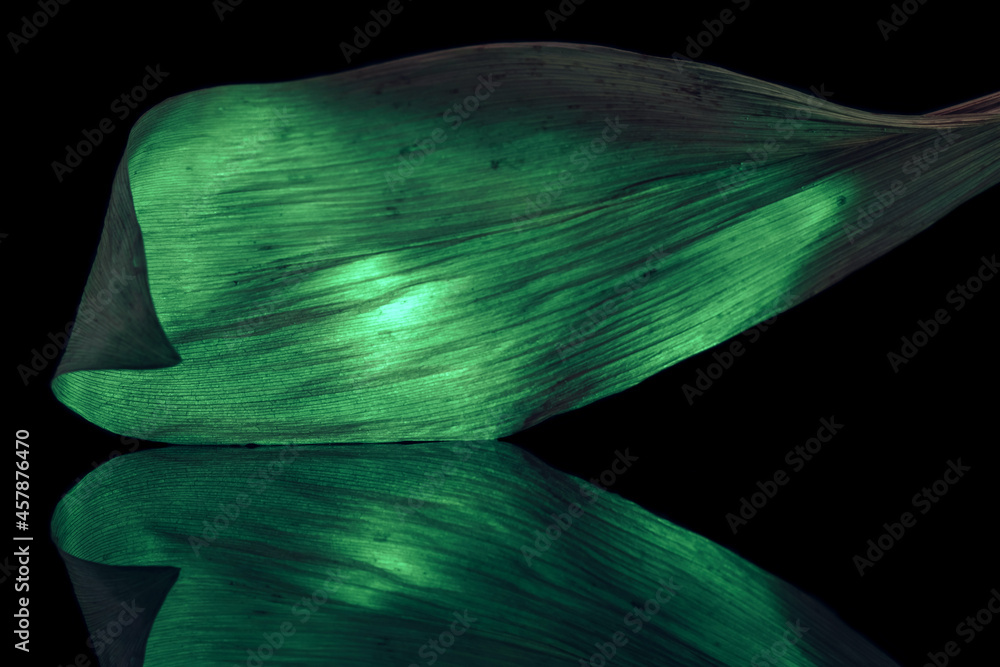 Poster close up beautiful leaf in multicoloured green light on a black. minimalism retro style concept. bac
