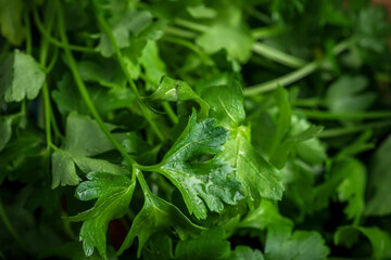 Natural green background. Lettuce leaves and other greens. Healthy food.